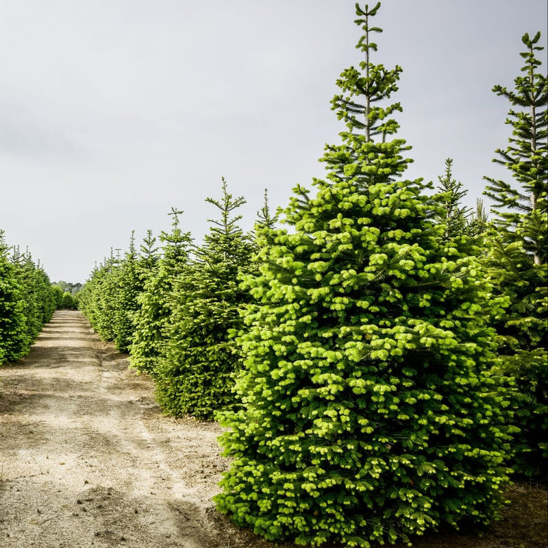 Brad de Craciun Taiat - Abies Nordmanniana  (Transport Gratuit)
