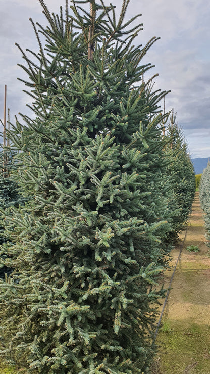 Abies Pinsapo Glauca Premium (Precomanda - Poze Reale)