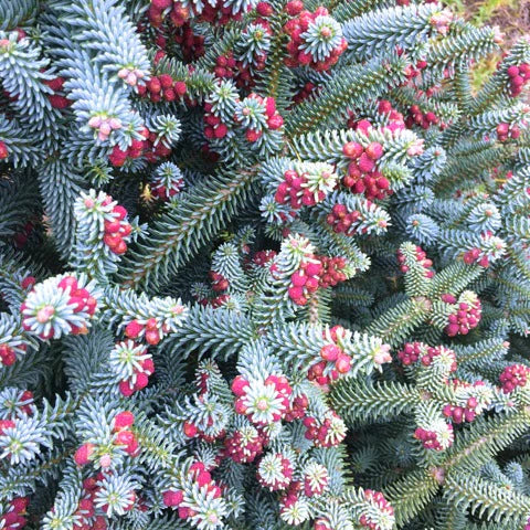 Brad Spaniol Albastru - Abies Pinsapo Glauca