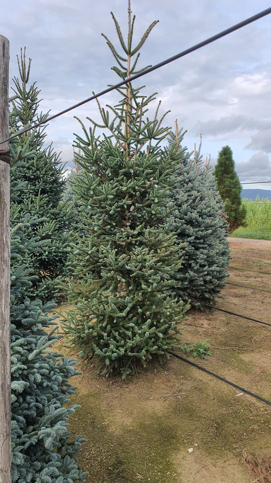 Abies Pinsapo Glauca Premium (Precomanda - Poze Reale)