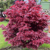 Arțar Japonez Shaina - Acer Palmatum Shaina - Tufa