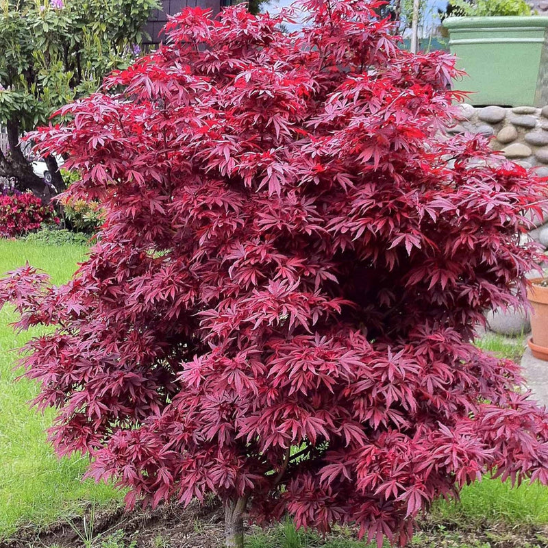 Arțar Japonez Shaina - Acer Palmatum Shaina - Tufa