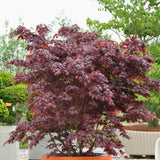 Arțar Japonez Bloodgood - Acer Palmatum Bloodgood