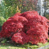 Arțar Japonez Garnet - Acer Palmatum Garnet