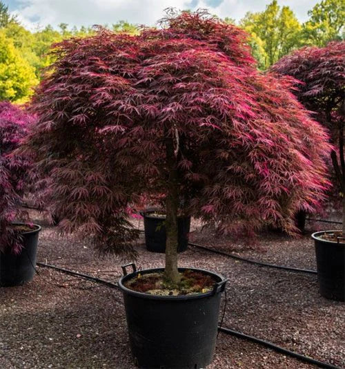 Arțar Japonez Inaba Shidare - Acer Palmatum Inaba Shidare