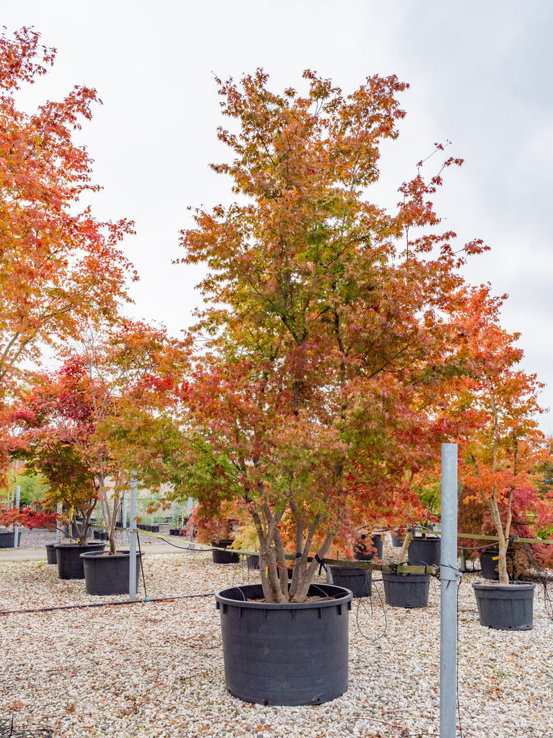 Acer Palmatum