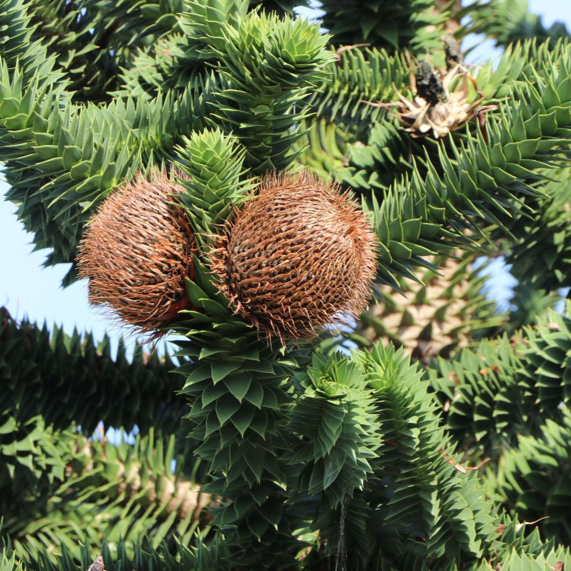 Arborele Maimuței - Araucaria Araucana