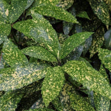 Laur Japonez Variegat - Aucuba Japonica Variegata