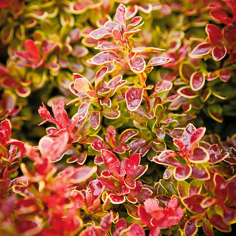 Dracilă Admiration - Berberis Thunberghii Admiration