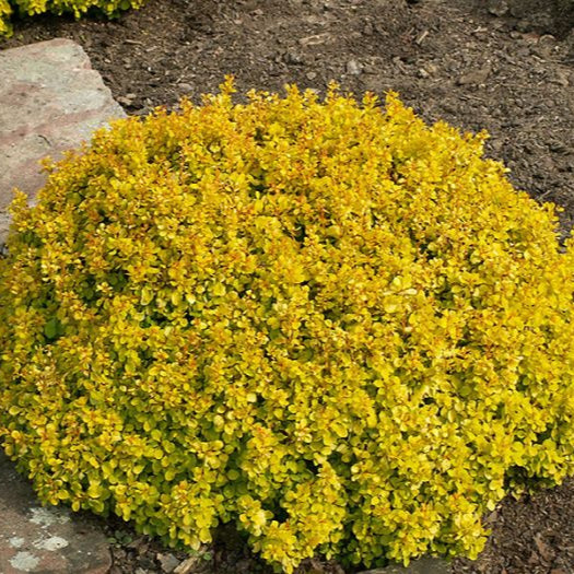 Dracilă Aurie Goldalita - Berberis Thunberghii Goldalita