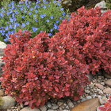 Dracilă Ruby Star - Berberis Thunberghii Ruby Star