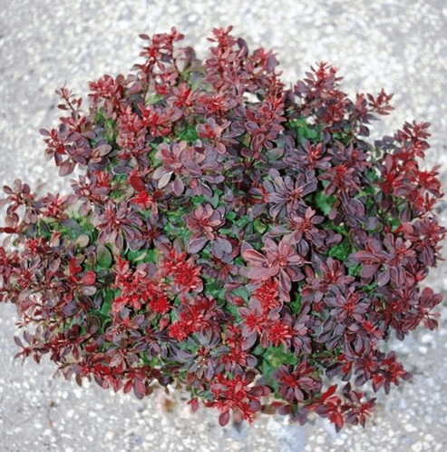 Drăcilă Bagatelle - Berberis Thunbergii Bagatelle