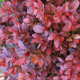Drăcilă Bagatelle - Berberis Thunbergii Bagatelle