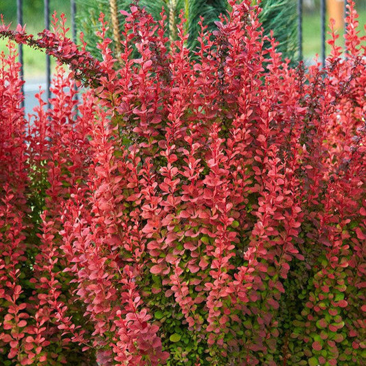Drăcilă Orange Rocket - Berberis Thunbergii Orange Rocket