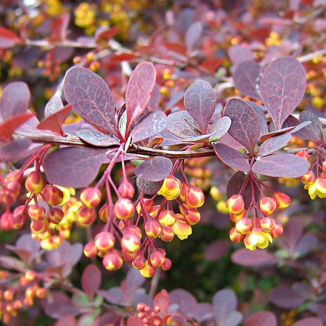 Drăcilă Superba - Berberis X Ottawensis Superba