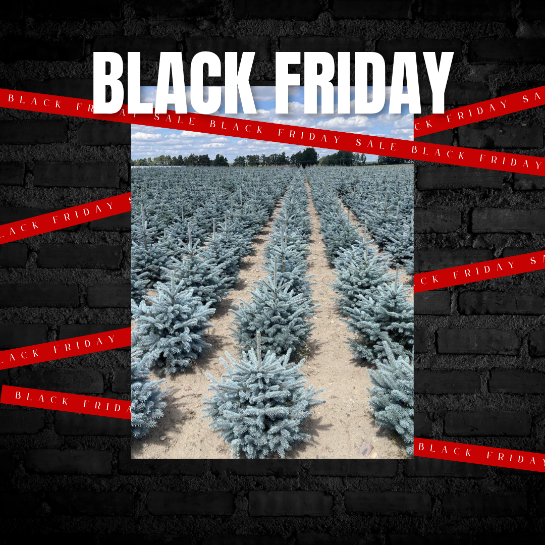 Black Friday la Bursa Plantelor!