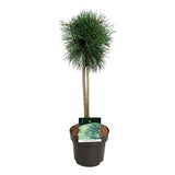 Pinus sylvestris 'Blue Pearl' altoit pe picior