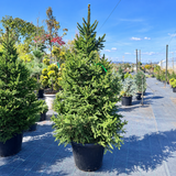 Molid Pitic Will'S Zwerg - Picea Abies Will'S Zwerg