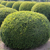 Cimișir Comun - Buxus Sempervirens