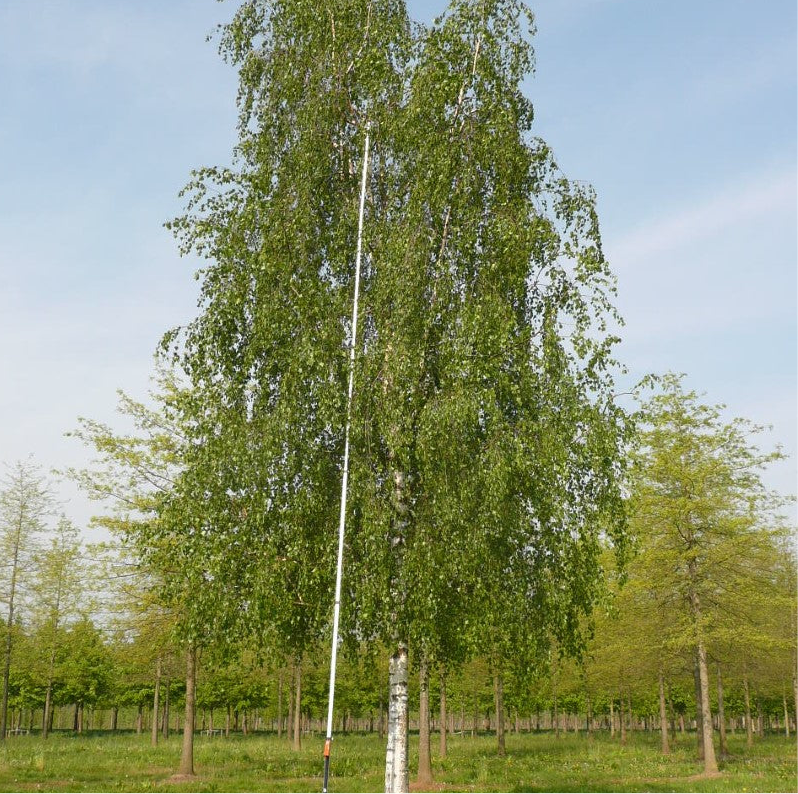 Mesteacăn Argintiu - Betula Pendula