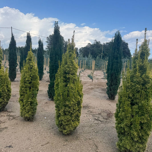 Taxus baccata 'David' (Precomanda)
