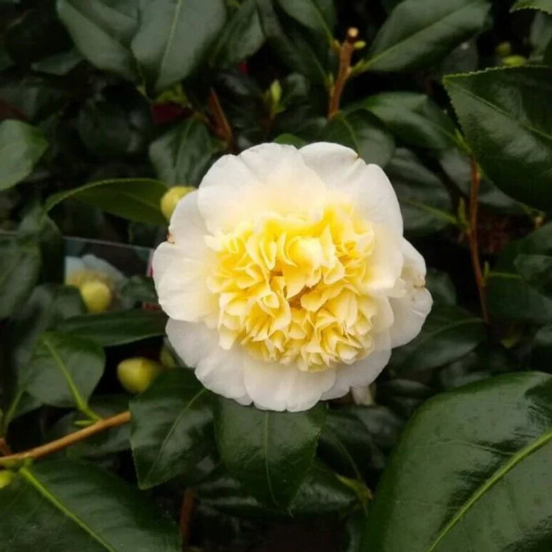 Camelie Galbenă - Camellia Galbenă