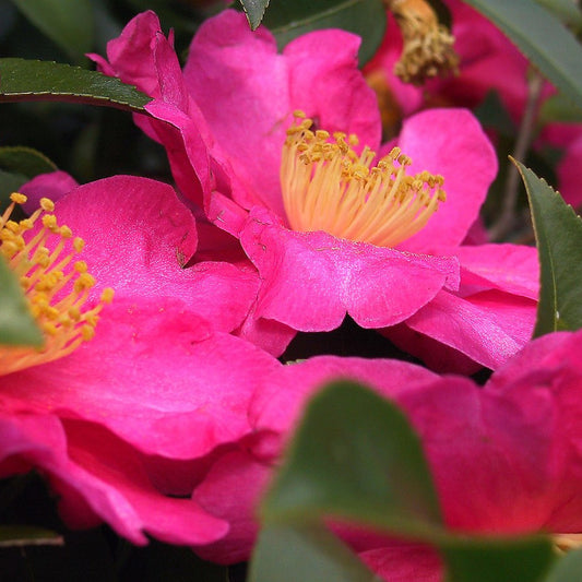 Camelie Roz - Camellia Roz
