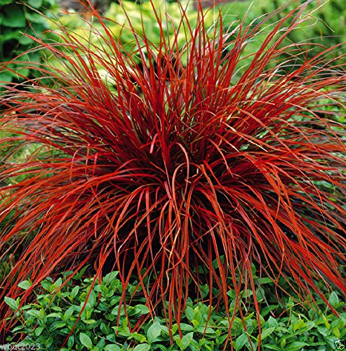 Iarbă Decorativă Everflame - Carex Everflame