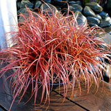 Iarbă Decorativă Everflame - Carex Everflame