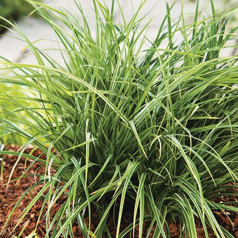 Papură Variegata - Carex Morrowii Variegata