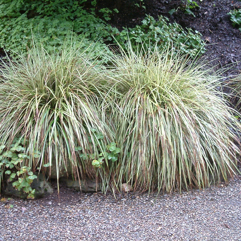 Papură Goldband - Carex Morrowii 'Goldband'
