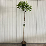 Catalpa Pitică Nana - Catalpa Bignonioides Nana