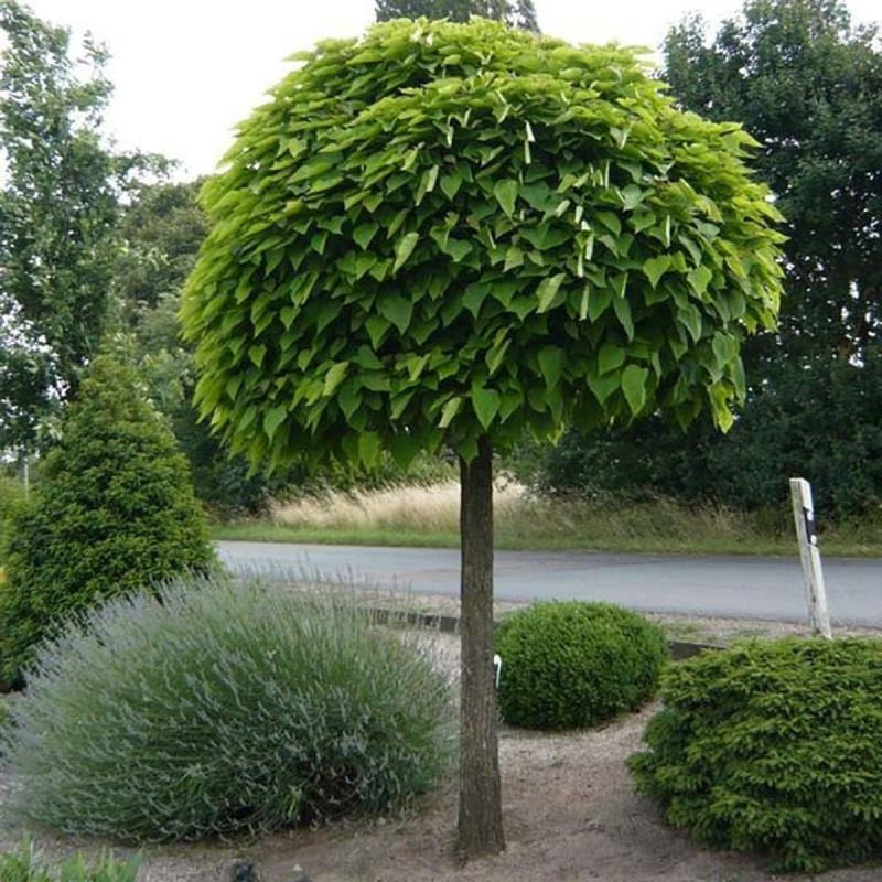 Catalpa Pitică Nana - Catalpa Bignonioides Nana