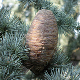 Cedru Libanez Glauca - Cedrus Libani 'Glauca'