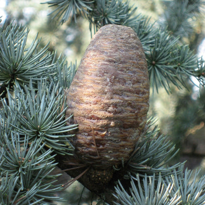 Cedru Libanez Glauca - Cedrus Libani 'Glauca'