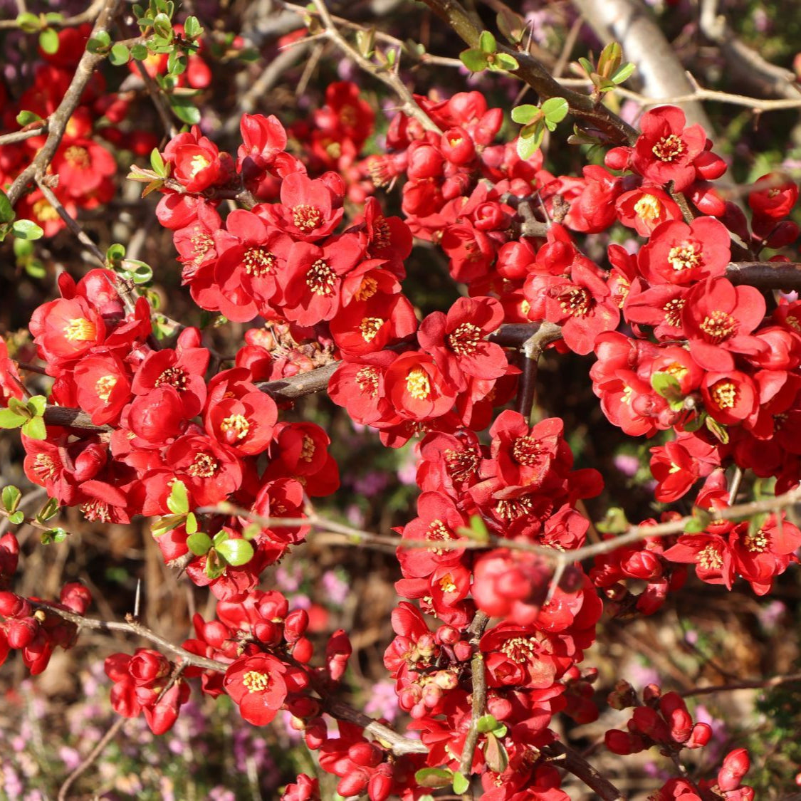 Gutui Japonez Red Joy - Chaenomeles Red Joy