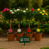 Trandafir Pe Picior - Rosa Pe Picior