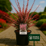 Berberis thunbergii Rose Glow