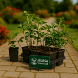 Pachysandra terminalis Green Sheen