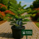 Brad Coreean - Abies Koreana