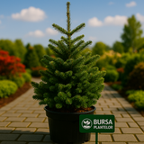 Brad Coreean - Abies Koreana