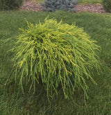 Chiparos Pitic Golden Mop - Chamaecyparis Pisifera Golden Mop