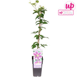 Clematită Piilu - Clematis Piilu