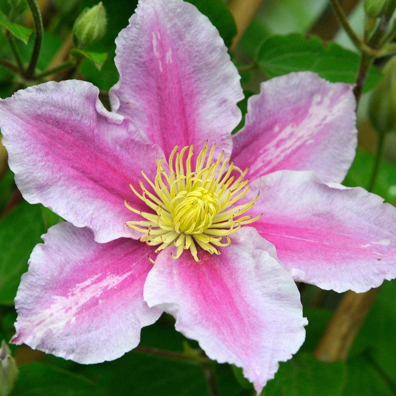 Clematită Piilu - Clematis Piilu