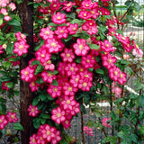 Clematită Ville De Lyon - Clematis Ville De Lyon