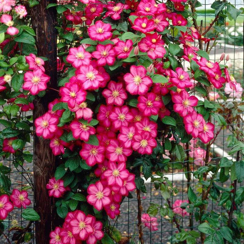 Clematită Ville De Lyon - Clematis Ville De Lyon