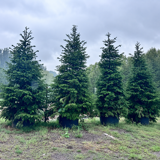 Brad De Caucaz - Abies Nordmanniana la Ghiveci