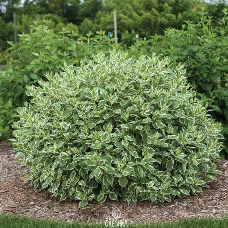 Cornus Alba -Elegantissima