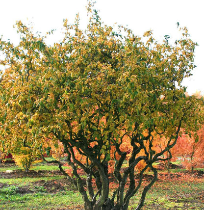 Alun Contorsionat - Corylus Avellana Contorta
