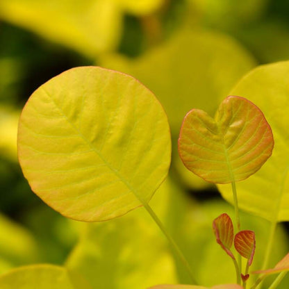 Arbustul Perucă Golden Spirit - Cotinus Coggygria Golden Spirit
